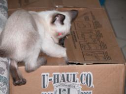 kittens - 071307 28